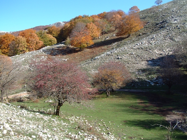 Faggeta di M. Redentore - Formia (LT)